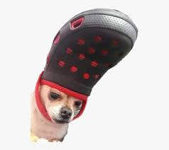 dog #doggo #meme #crocs #chihuahua #funny #perro #lomito - Dog With Croc On  Head, HD Png Download , Transparent Png Image - PNGitem